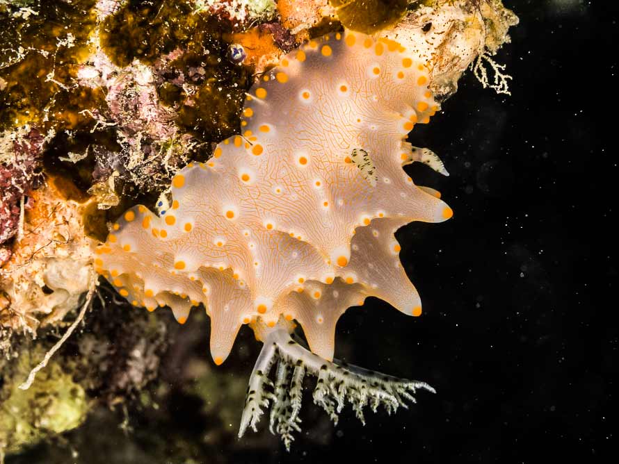 Halgerda batangas